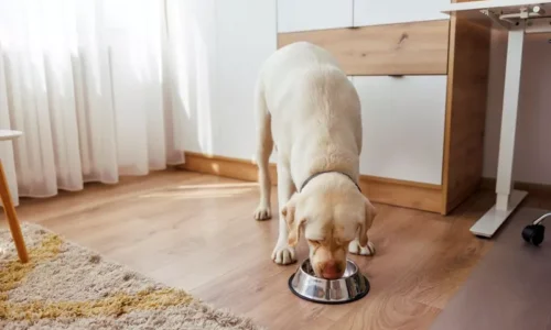 Labrador na diecie eliminacyjnej