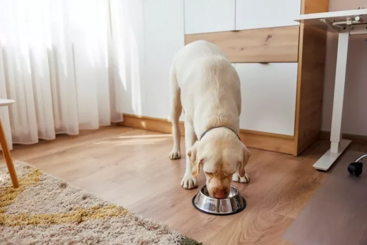 Labrador na diecie eliminacyjnej