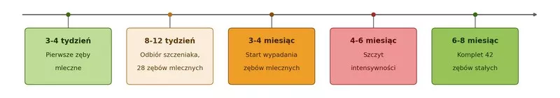 oś czasu ząbkowania u szczeniaka labradora